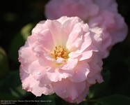 Rosa